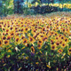 Campo di girasoli