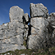 piczi_superius_f12