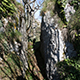piczi_superius_f3